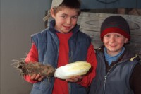 Chicoréetreiberei, Kinder