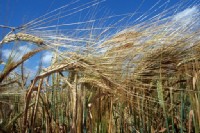 Nacktgerste, Speisegerste 